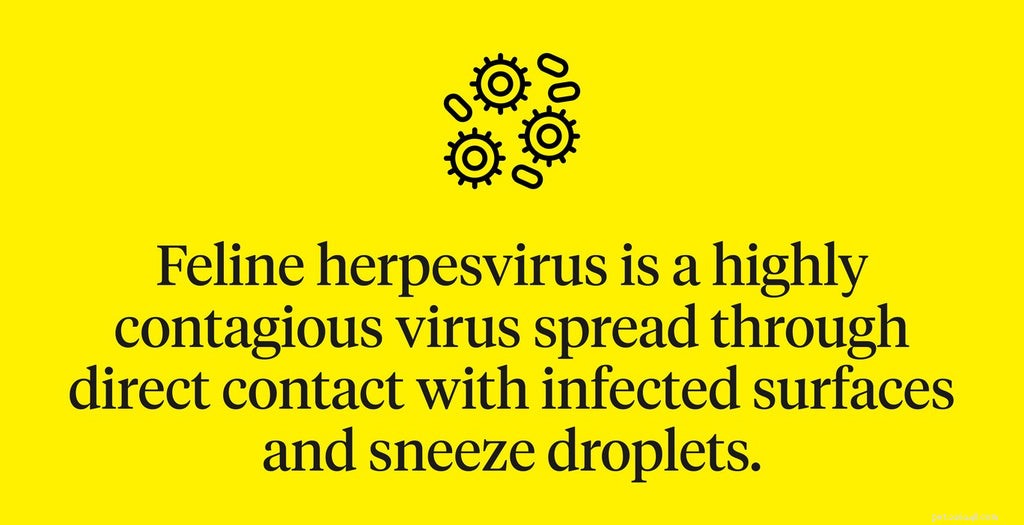Espérance de vie de l herpèsvirus félin :6 choses à savoir