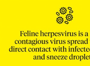 Předpokládaná délka života kočičího herpesviru:6 věcí, které byste měli vědět
