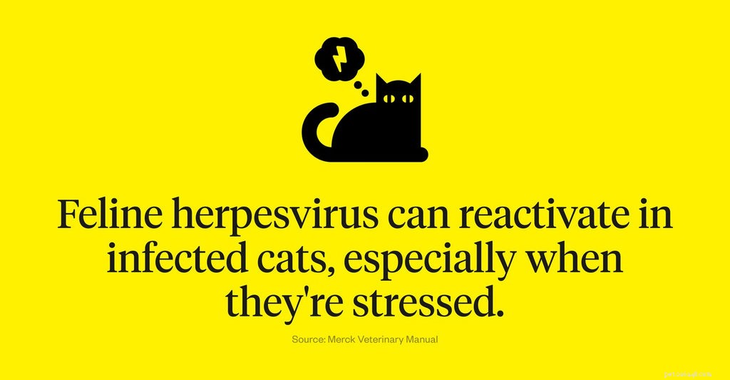 猫のヘルペスウイルスの平均余命：知っておくべき6つのこと 