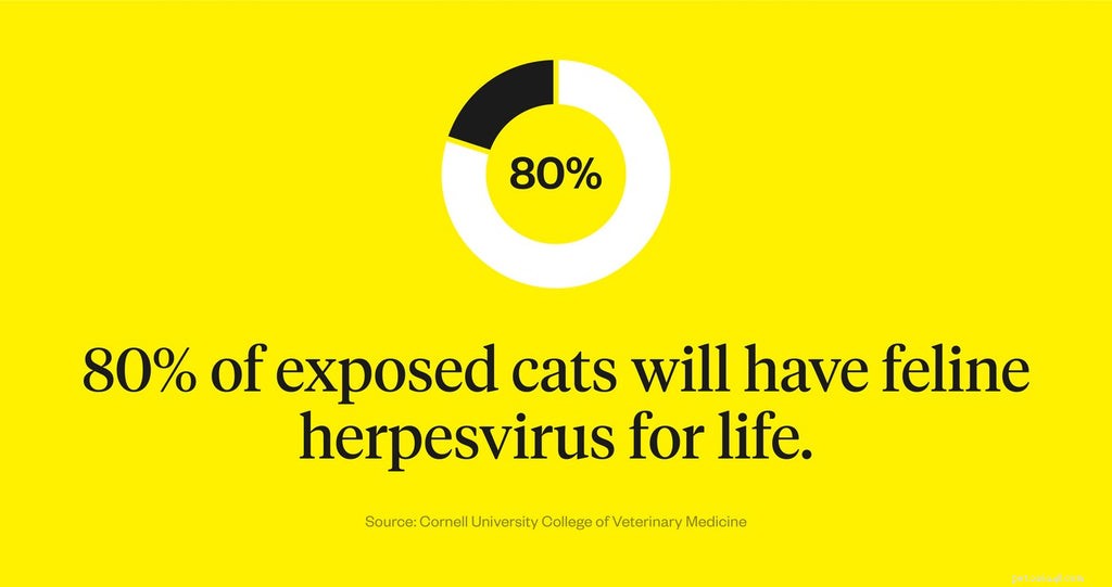 猫のヘルペスウイルスの平均余命：知っておくべき6つのこと 