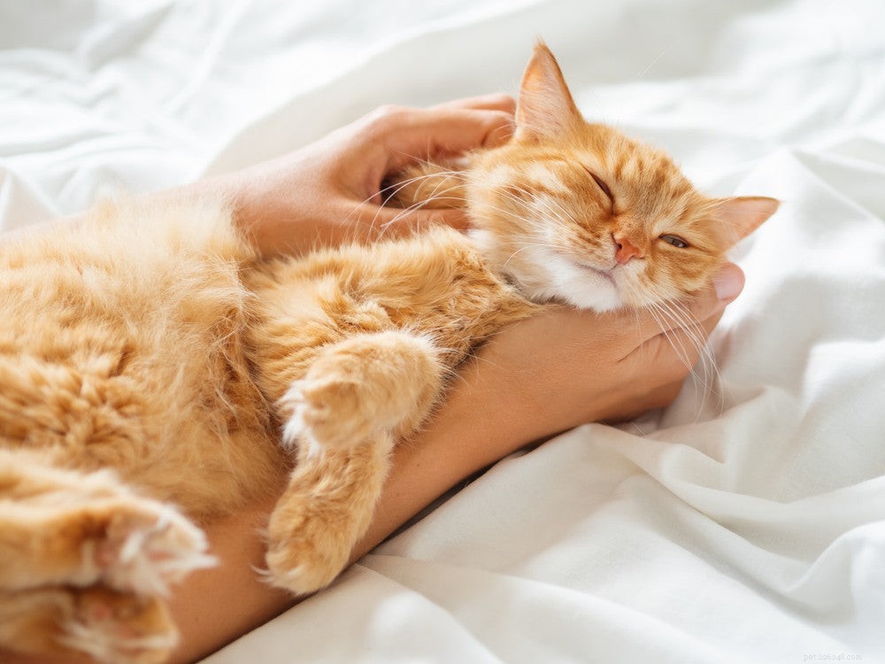 Levensverwachting van kattenherpesvirus:6 dingen om te weten
