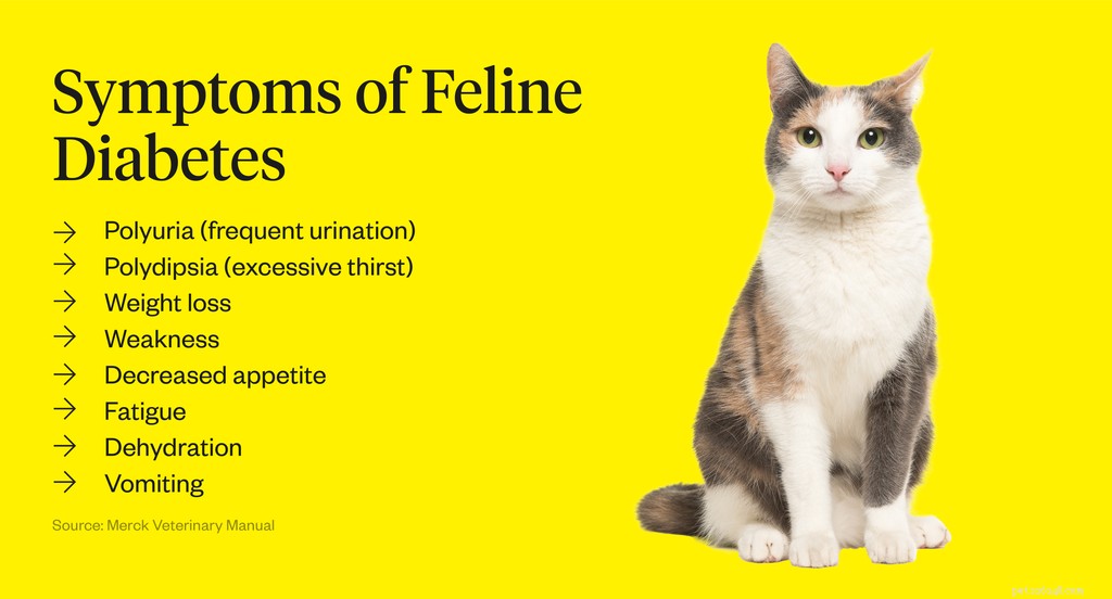 Kolik stojí kočičí inzulín?