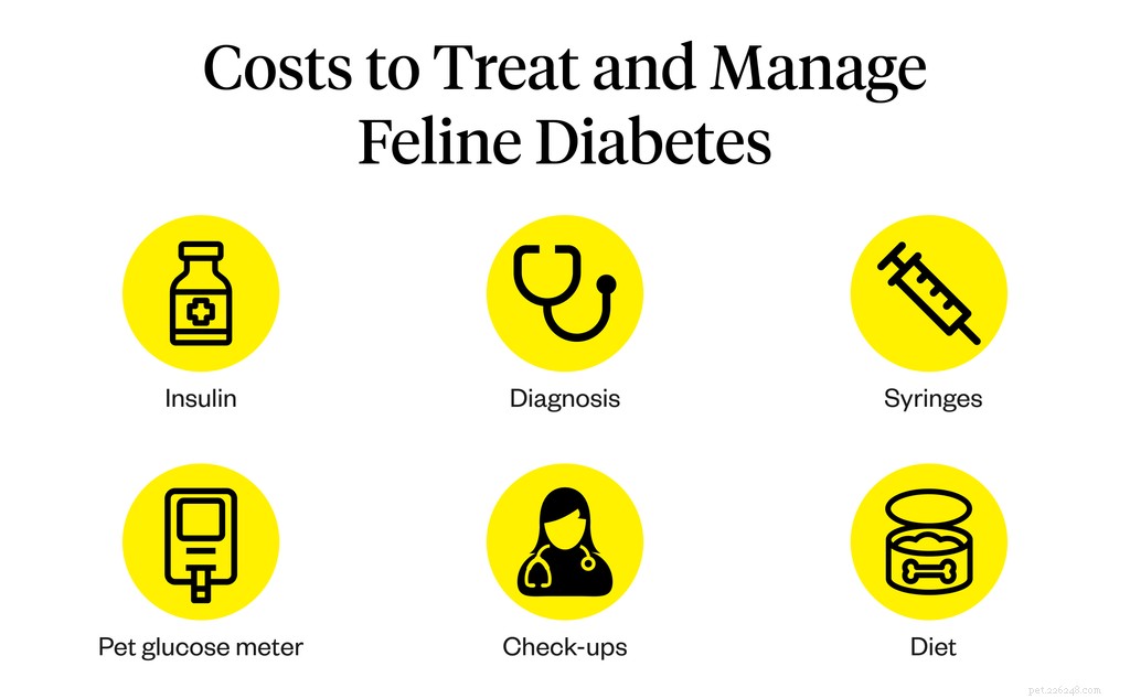 Combien coûte l insuline pour chat ?
