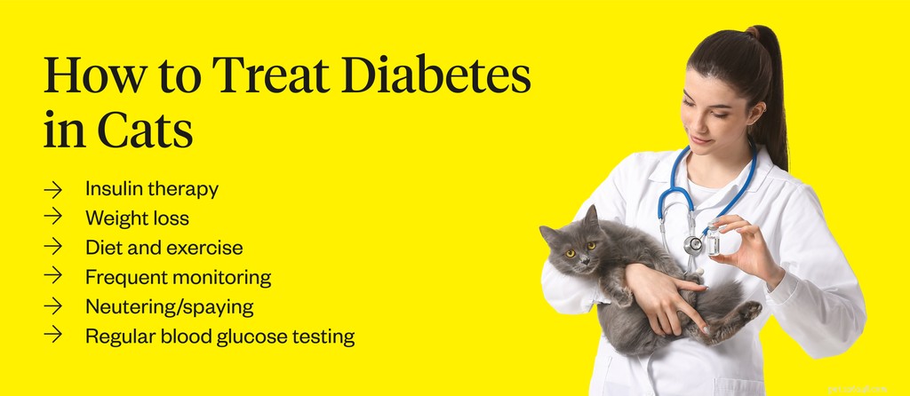 Quanto custa a insulina do gato?
