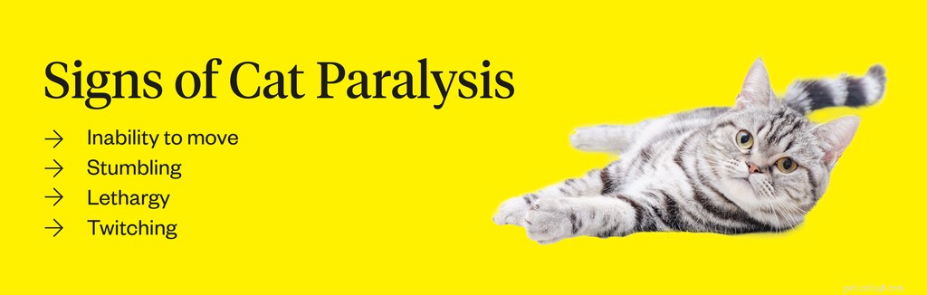 Kočičí paralýza:Co vědět o paralýze u koček