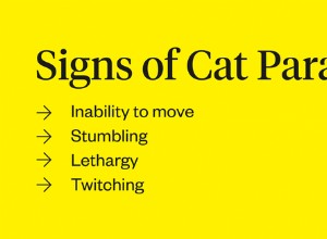 Kattförlamning:Vad man ska veta om förlamning hos katter