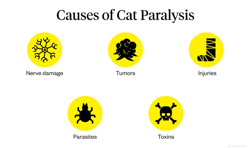 Paralisi del gatto:cosa sapere sulla paralisi nei gatti