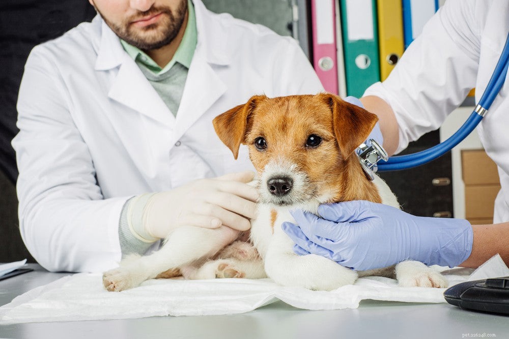 Как лечится собачий кашель?