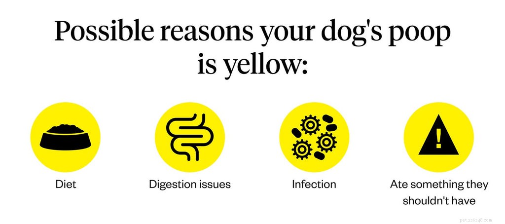 Cacca di cane gialla:quando dovresti preoccuparti?