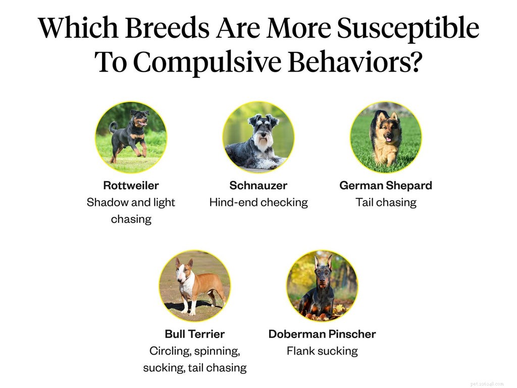 Waarom jagen (en bijten) honden in hun staart?