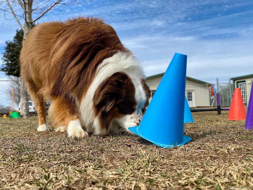 Como iniciar o treinamento de olfato para cães
