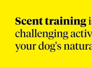 犬の香りのトレーニングを開始する方法 