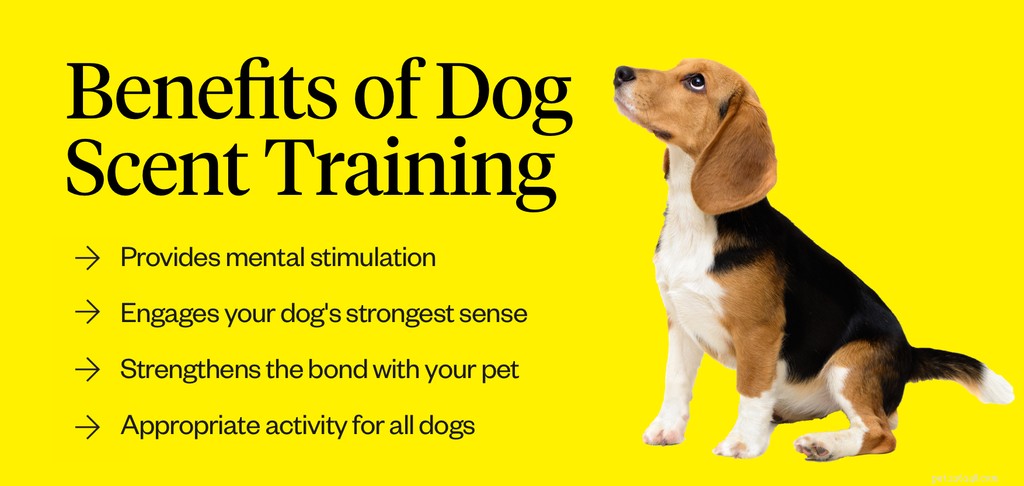Så börjar du doftträning för hundar