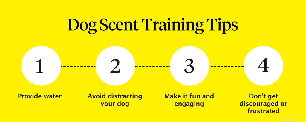 Comment démarrer l entraînement olfactif pour les chiens