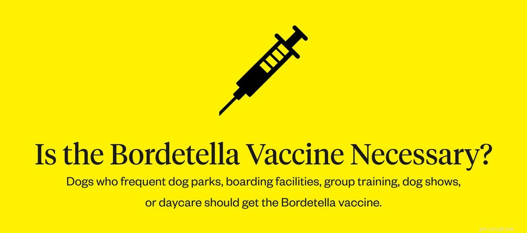 Bordetella-vaccin för hundar:Vad man ska veta