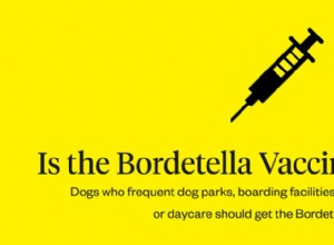 Вакцина против бордетеллы для собак:что нужно знать