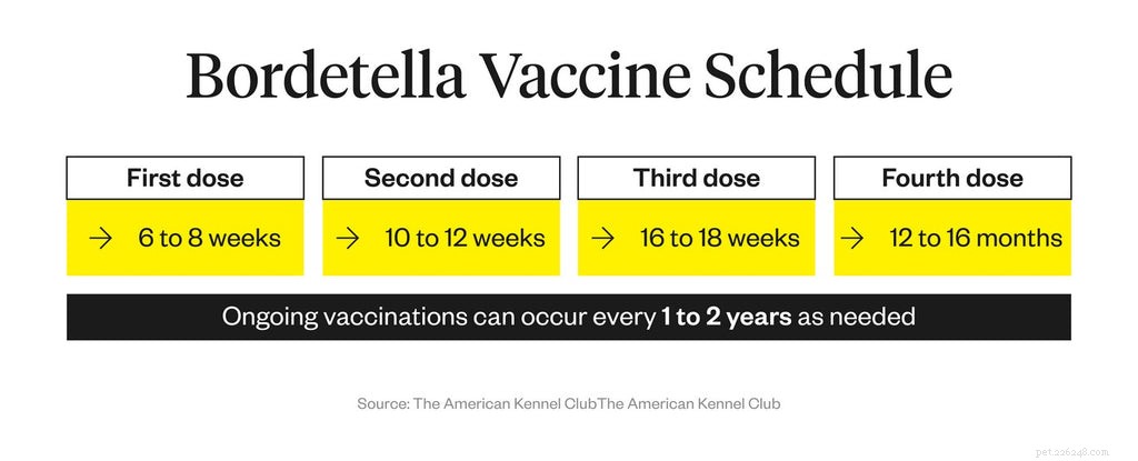 Bordetella-vaccin voor honden:wat u moet weten
