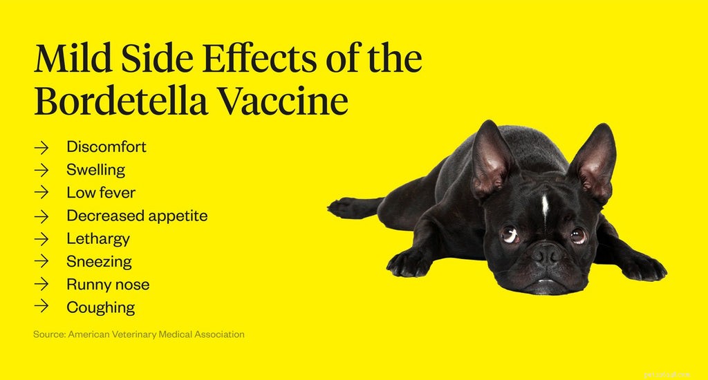 Bordetella-vaccin voor honden:wat u moet weten