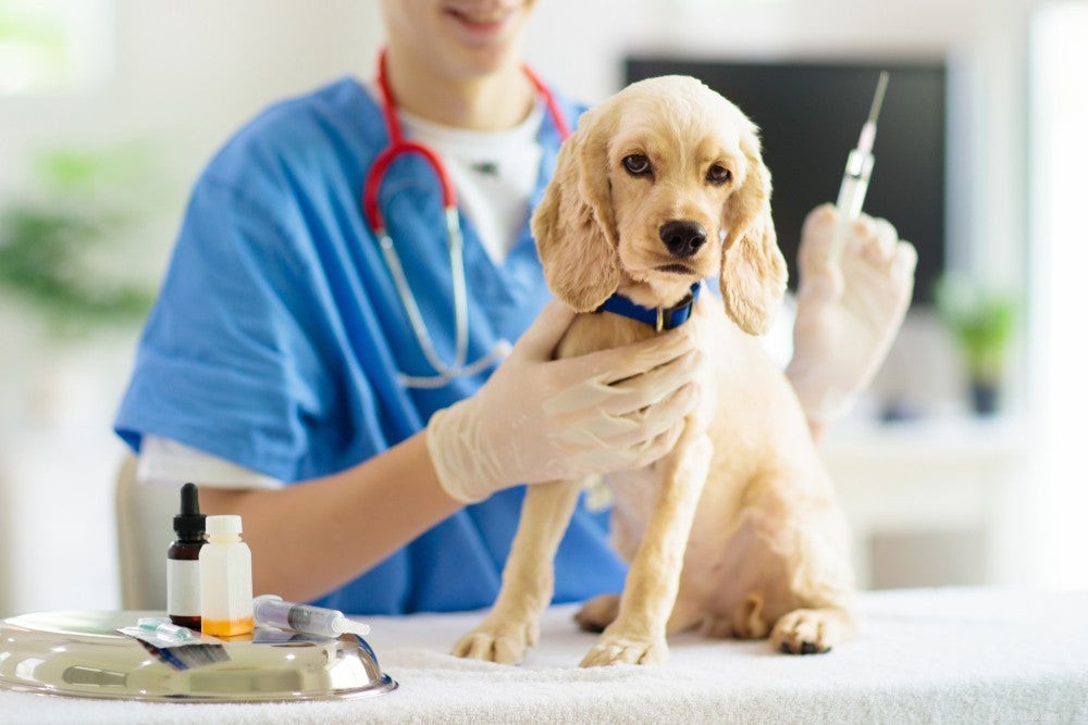 Bordetella-vaccin för hundar:Vad man ska veta