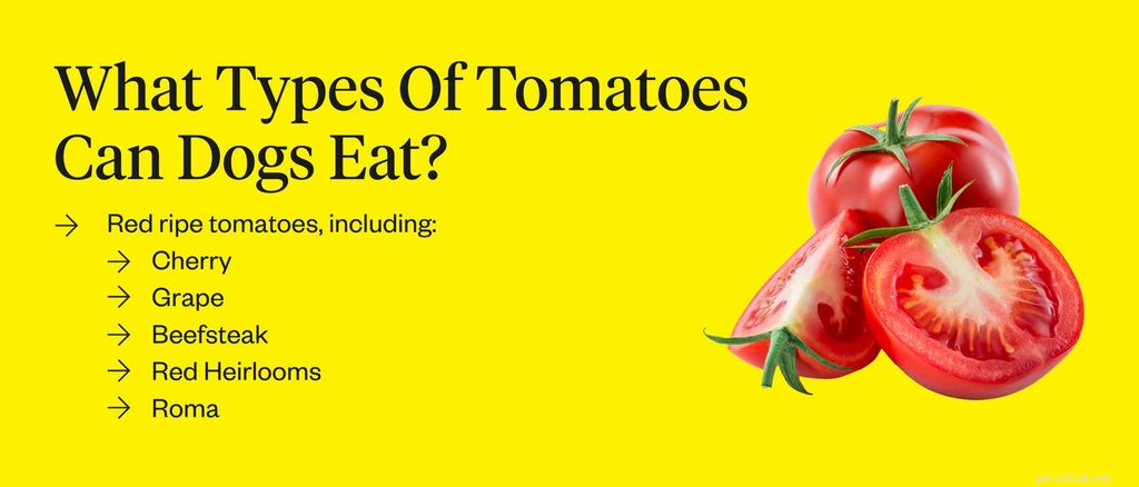 Les chiens peuvent-ils manger des tomates ?