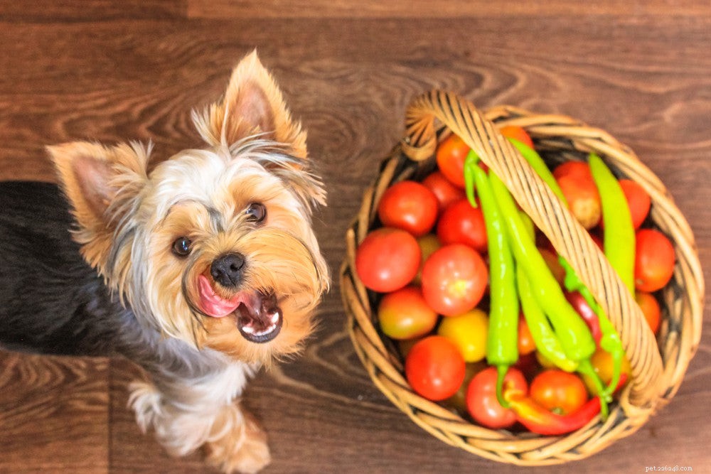 Os cães podem comer tomates?