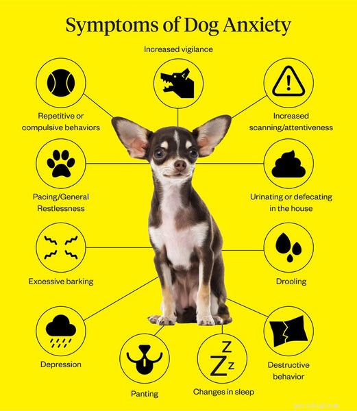 Dog Anxiety:A Pet Owner s Guide to Helping Your Pooch Live Better