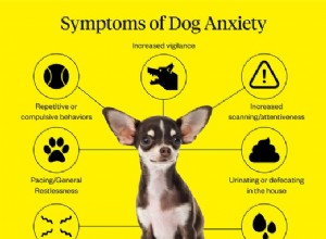 Беспокойство собаки:руководство для владельцев домашних животных, как помочь вашему питомцу жить лучше