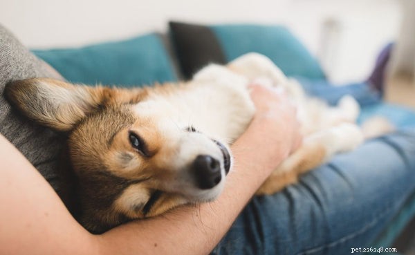 Ansia del cane:una guida per i proprietari di animali domestici per aiutare il tuo cane a vivere meglio