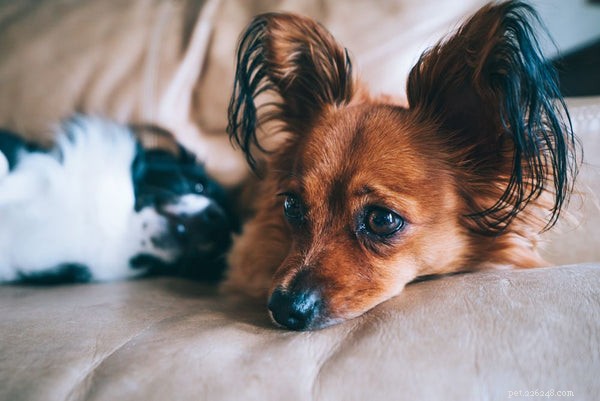Hondenangst:een gids voor eigenaren van huisdieren om uw hond te helpen beter te leven