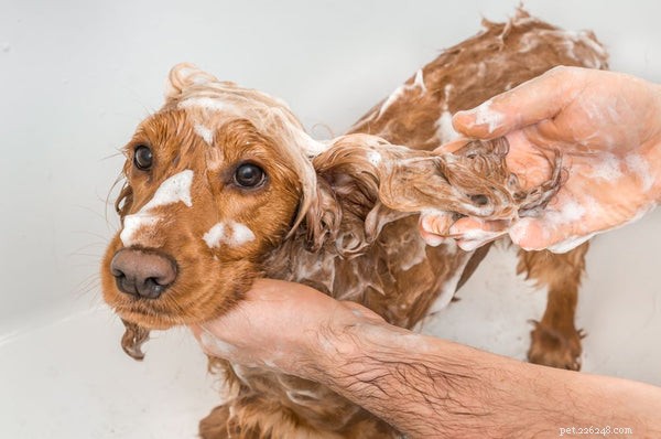 Dermatite canina:sintomas, causas e tratamento