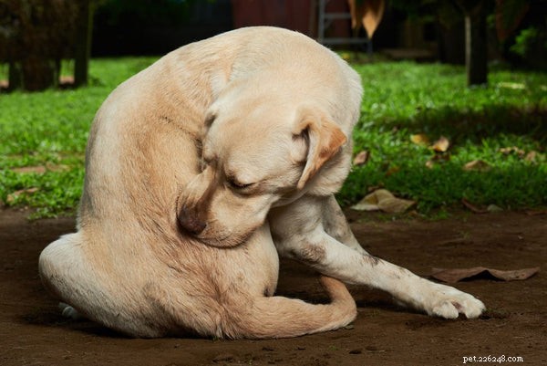 Hondendermatitis:symptomen, oorzaken en behandeling