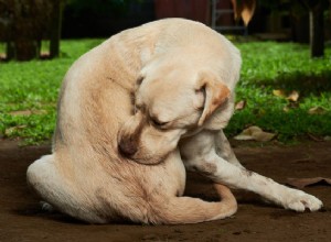 개 피부염:증상, 원인 및 치료