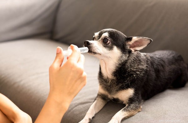 Co byste měli vědět o lécích proti úzkosti pro psy