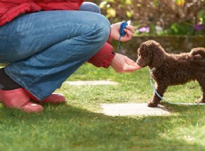 Co byste měli vědět o lécích proti úzkosti pro psy