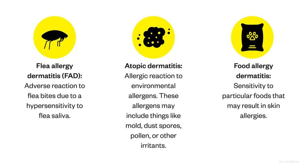 Симптомы и методы лечения кожной аллергии у собак