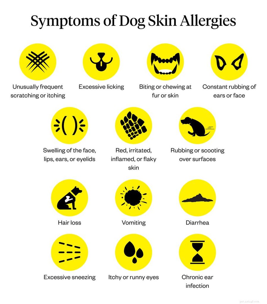 Sintomas e tratamentos de alergias cutâneas de cães