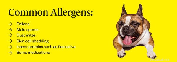 Hundallergier:Hur man hjälper din hund att må bättre