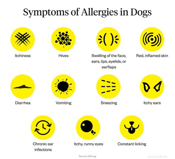 Alergie na psy:Jak pomoci svému čoklovi, aby se cítil lépe