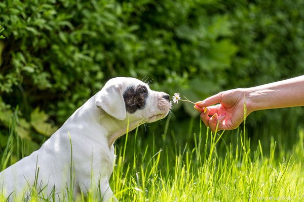 Hondenallergieën:hoe u uw hond kunt helpen zich beter te voelen