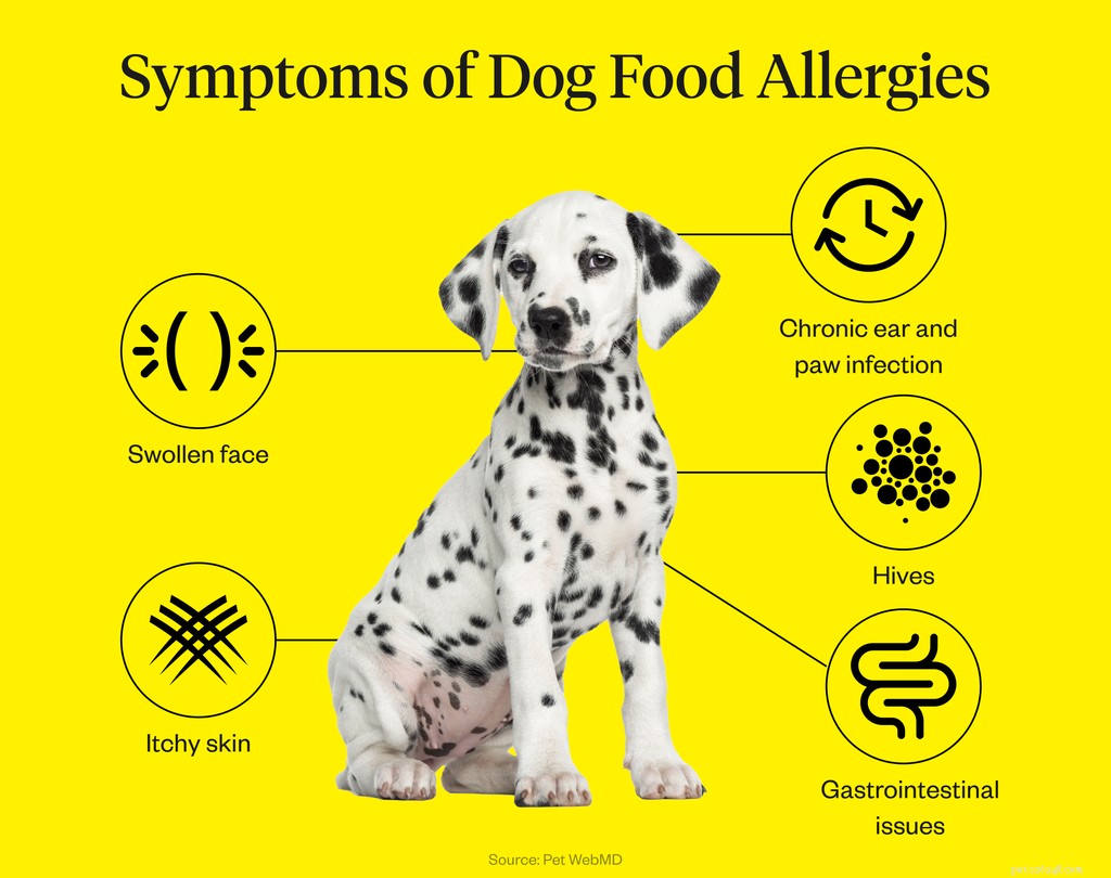 Каковы симптомы пищевой аллергии у собак?