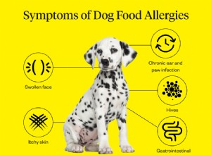 개 음식 알레르기의 증상은 무엇입니까?