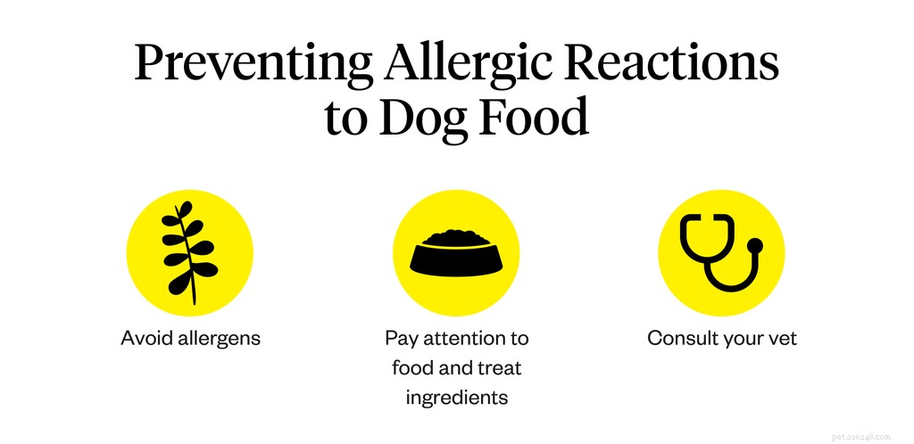 Quels sont les symptômes des allergies alimentaires chez les chiens ?
