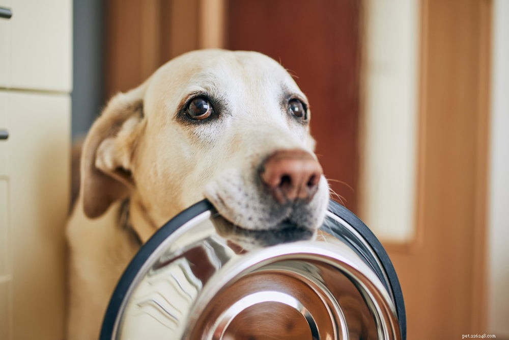 개 음식 알레르기의 증상은 무엇입니까?