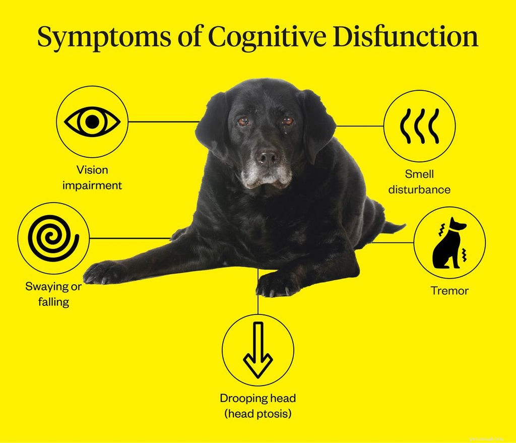 高齢犬の不安の特定と治療 