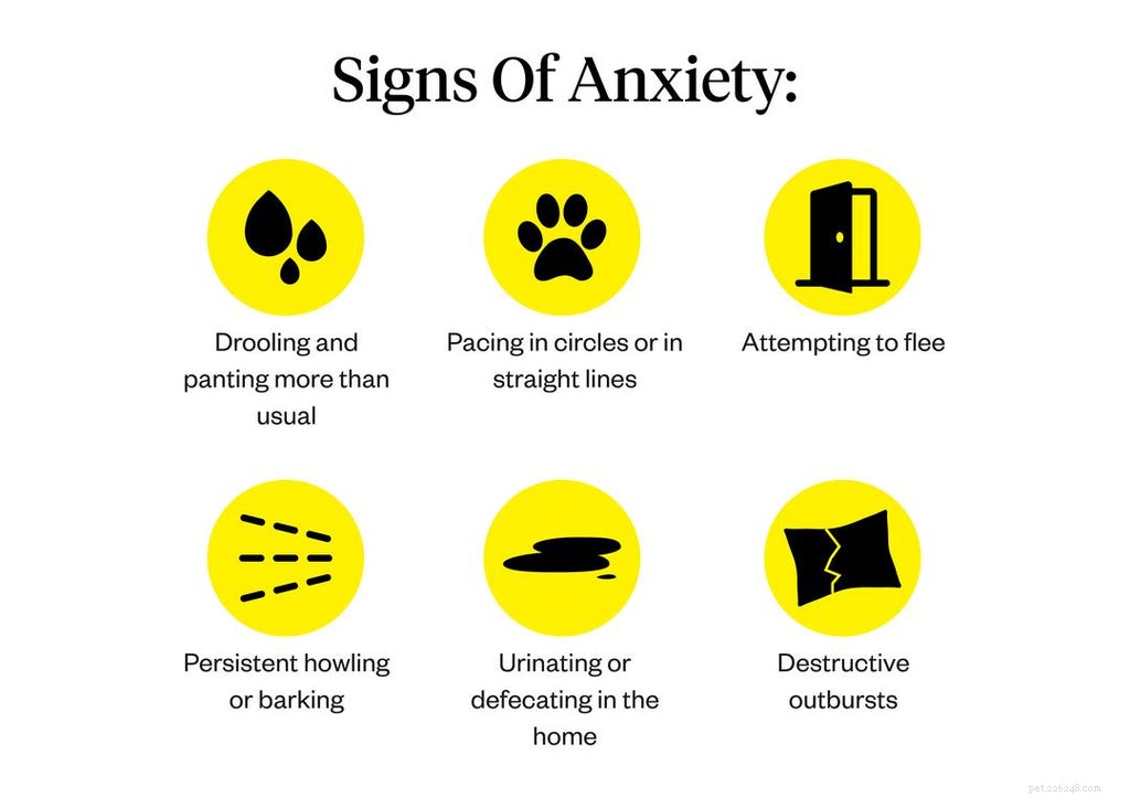 Razze di cani ansiosi:cani più inclini all ansia
