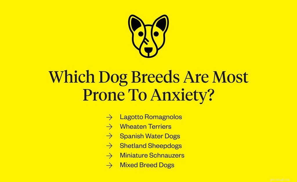 Razze di cani ansiosi:cani più inclini all ansia