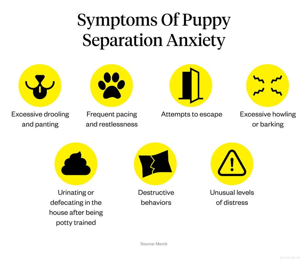 Aiutare il tuo cucciolo con l ansia da separazione
