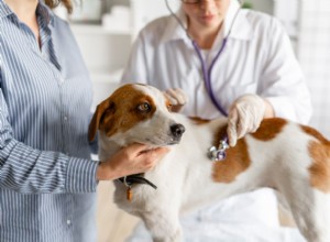 Diabetes u psů:příznaky, příčiny a léčba