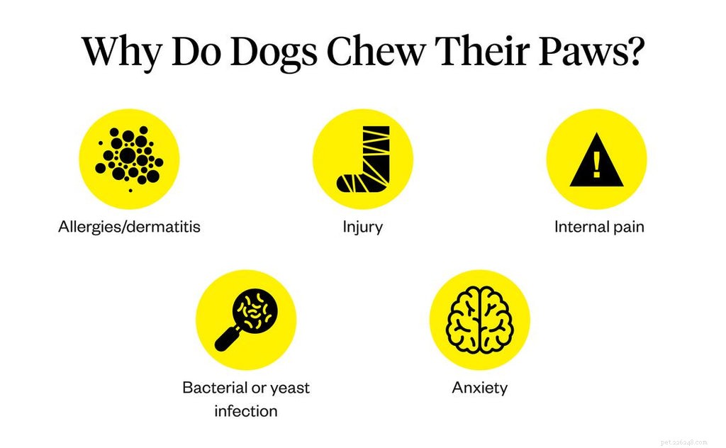 Le chien mâche les pattes :causes et traitements