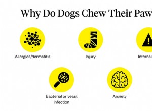 犬の咀嚼足：原因と治療 